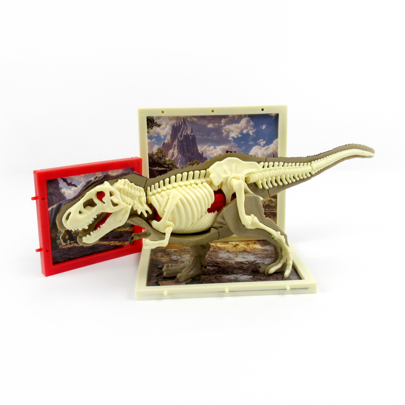 T-Rex Anatomy